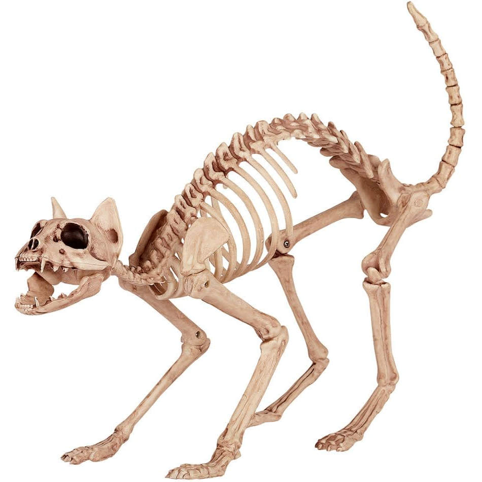 Скелет хвоста. Скелет кошки. Кости кошки скелет. Хвост кота скелет. Скелет кролика.