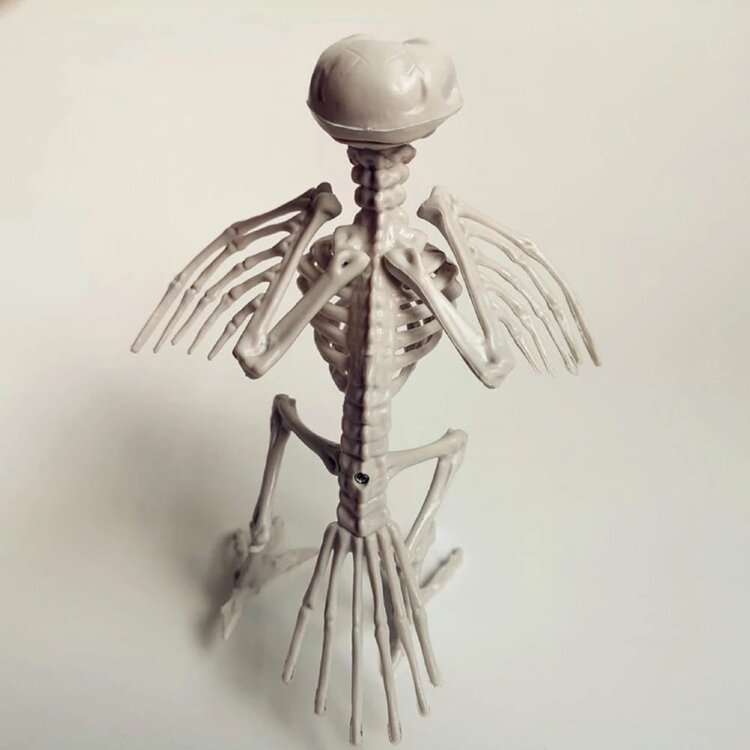 Скелет ворона
